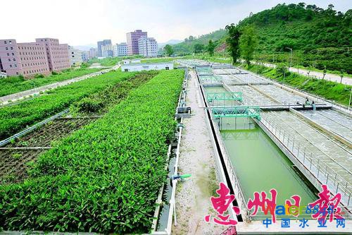 惠陽區一污水處理廠的污水經過處理后,再經水生植物凈化。本報記者王建橋 攝